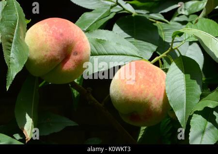 Pfirsich auf einem Baum, bereit für die Ernte. Stockfoto