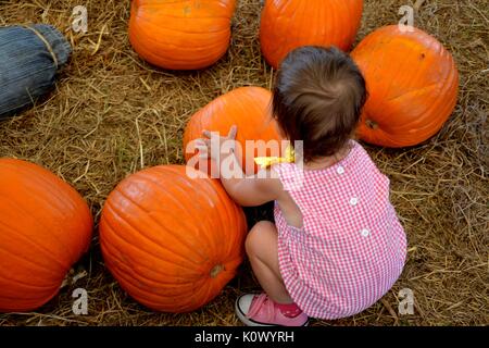 Kleine weibliche Kleinkind spielen in einem Patch der Kürbisse. Stockfoto