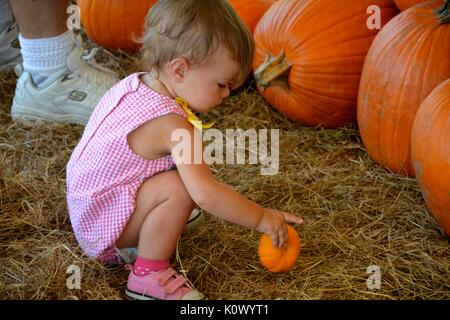 Kleine weibliche Kleinkind spielen in einem Patch der Kürbisse. Stockfoto