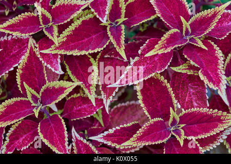 Plectranthus scutellarioides, Coleus blumei Solenostemon scutellarioides Coleus Red Roof üppige rote Blätter mit farbigen Kanten Stockfoto