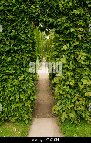 Lange Weg durch den Garten Bogen von dichten grünen Laub der Eibe führenden Vergangenheit formgehölze Hecken in Englischer Garten Stockfoto