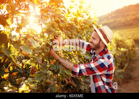 Feldhäcksler schneiden Trauben im Weinberg Zeilen Stockfoto