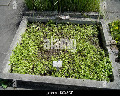 Apium nodiflorum Botanischer Garten, Universität Frankfurt DSC 02694 Stockfoto