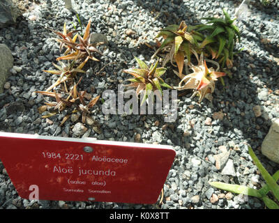 Aloe jucunda Botanischen Garten in Kaisaniemi, Helsinki DSC 03692 Stockfoto