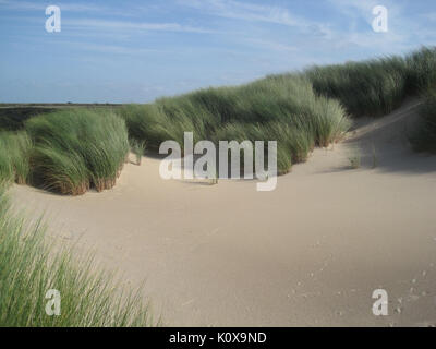 Ammophila arenaria (Marram Gras) auf Dune, Heel, Niederlande Stockfoto