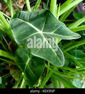 Alocasia micholitziana 3 Stockfoto