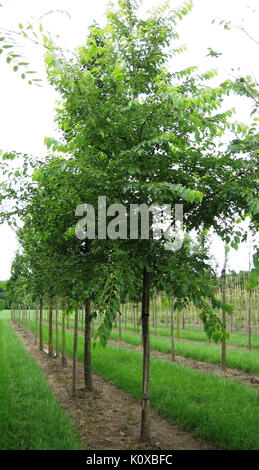 AB Ulmus Kathedrale Stockfoto
