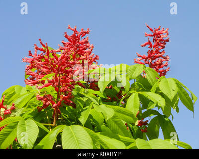 Aesculus pavia, auch bekannt als Red Buckeye, ist eine blühende Pflanze aus der Familie der buckeye, die im Botanic Garden der Vereinigten Staaten gefunden wurde und leuchtende rote Blüten und breite Blätter zeigt. Stockfoto