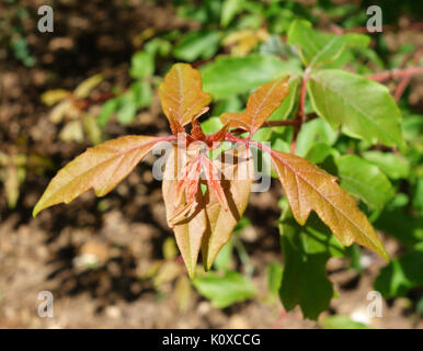 Acer griseum Arnold Arboretum DSC 06769 Stockfoto