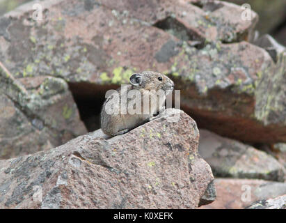 Amerikanische PIKA (Ochotona princeps) (8 19 13) 9000 ft, nur s der Schläger, conejos Co, Co04 (9592442561) Stockfoto