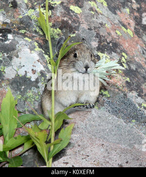 Amerikanische PIKA (Ochotona princeps) (8 19 13) 9000 ft, nur s der Schläger, conejos Co, Co03 (9592447191) Stockfoto