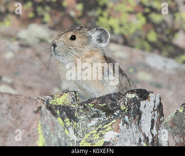 Amerikanische PIKA (Ochotona princeps) (8 19 13) 9000 ft, nur s der Schläger, conejos Co, Co01 (9592444667) Stockfoto