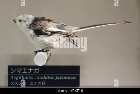 Aegithalos caudatus japonicus National Museum der Natur und der Wissenschaft, Tokio DSC 07062 Stockfoto