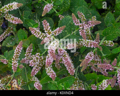 Mint Bowles Mentha rotundifolia Blüten und Blätter Stockfoto