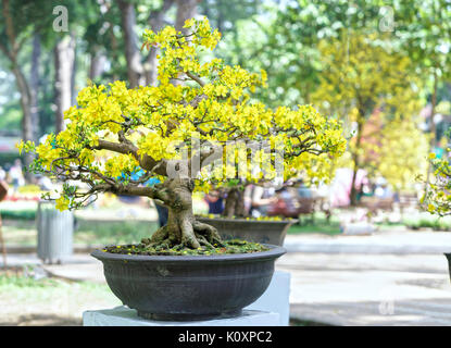 Aprikose Bonsai Baum blhen im Frhling mit gelb blhende Zweige  geschwungene schaffen einzigartige Schnheit der Frhling in Vietnam  Stockfotografie - Alamy