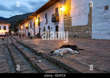 Street Dogs in Villa de Leyva Kolumbien Stockfoto