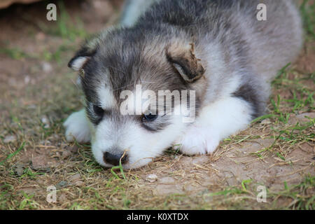Welpen Alaskan Malamute Stockfoto