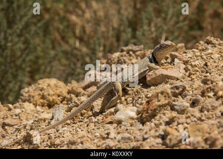 Seitenansicht eines Großen Bassin Collared Lizard (Crotaphytus bicinctores) Sonnenbaden auf den Kieselsteinen in der tonopah Historic Mining Park, NV Stockfoto