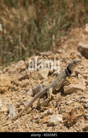 Seitenansicht eines Großen Bassin Collared Lizard (Crotaphytus bicinctores) Sonnenbaden auf den Kieselsteinen in der tonopah Historic Mining Park, NV Stockfoto