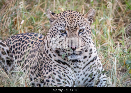 Ein Leopard mit in das Gras im Sabi Sand Game Reserve, Südafrika. Stockfoto