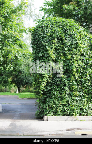 Wand dicht bewachsen mit grünem Efeu Hedera Stockfoto