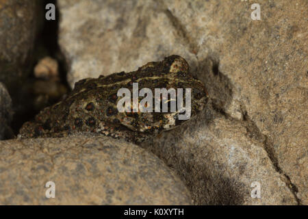 Eine junge Kalifornien Kröte (Anaxyrus boreas halophilus) in der Nähe von Groveland, Kalifornien Stockfoto