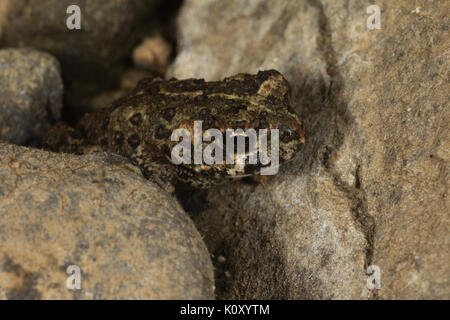 Eine junge Kalifornien Kröte (Anaxyrus boreas halophilus) in der Nähe von Groveland, Kalifornien Stockfoto