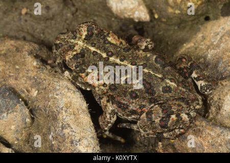 Eine junge Kalifornien Kröte (Anaxyrus boreas halophilus) in der Nähe von Groveland, Kalifornien Stockfoto