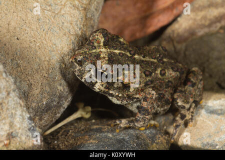 Eine junge Kalifornien Kröte (Anaxyrus boreas halophilus) in der Nähe von Groveland, Kalifornien Stockfoto