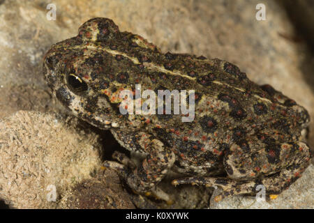 Eine junge Kalifornien Kröte (Anaxyrus boreas halophilus) in der Nähe von Groveland, Kalifornien Stockfoto