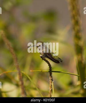 Ann Anna's Kolibri (Calypte Anna) auf einem Zweig gehockt Stockfoto