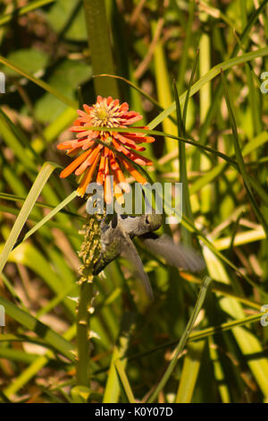 Ann Anna's Kolibri (Calypte Anna) Fütterung auf ein helles Orange Blume Stockfoto