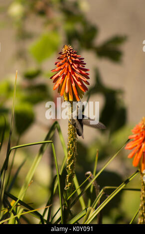 Ann Anna's Kolibri (Calypte Anna) Fütterung auf ein helles Orange Blume Stockfoto