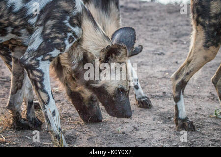 Zwei Afrikanische Wildhunde schnüffeln im Sabi Sand Game Reserve, Südafrika. Stockfoto