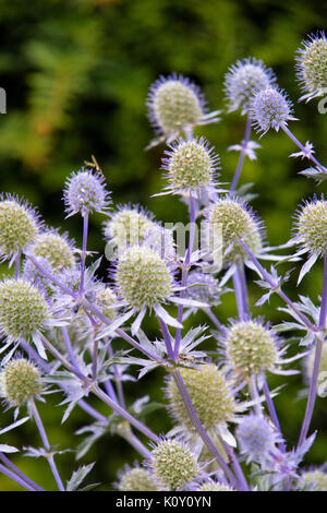 Eryngium bourgatii (Mittelmeer Holly) Stockfoto