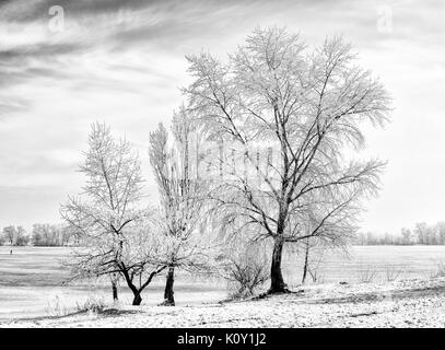 Schwarze und weiße Bäume durch Frost, Eis und Schnee in der Nähe des Dnjepr in Kiew, Ukraine bedeckt, im Winter Stockfoto