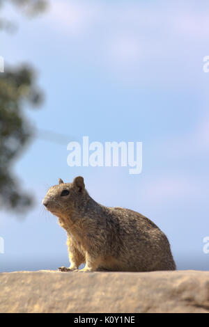 Ein Nordamerikanischer Rock Eichhörnchen (Spermophilus variegatus) im Grand Canyon National Park Stockfoto