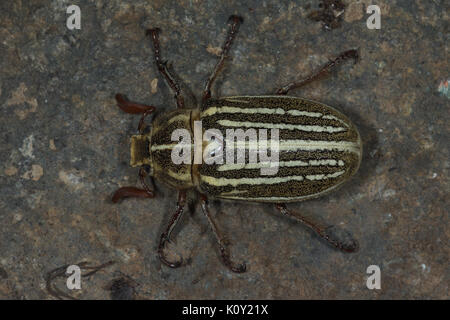 Blick von oben auf die zehn gesäumt. Juni Käfer (Polyphylla decemlineata) Stockfoto