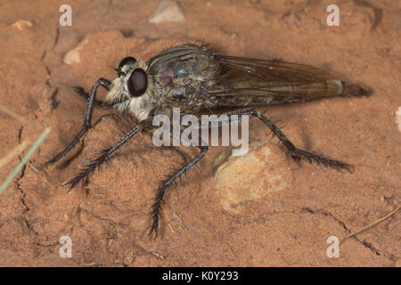 Seitenansicht eines Räuber fliegen (asilidae) in der Sonora Wüste, Arizona Stockfoto