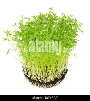 Le Puy grüne Linse Sämlinge in Topferde umsetzen. Sprossen, Gemüse- und microgreen. Keimblätter von Lens esculenta puyensis von Le Puy in Frankreich. Stockfoto
