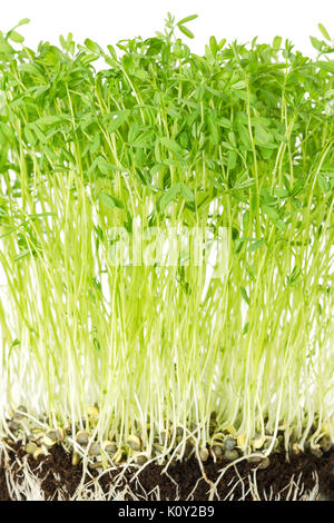 Le Puy grüne Linse Sämlinge in Topferde umsetzen. Sprossen, Gemüse- und microgreen. Keimblätter von Lens esculenta puyensis von Le Puy in Frankreich. Stockfoto