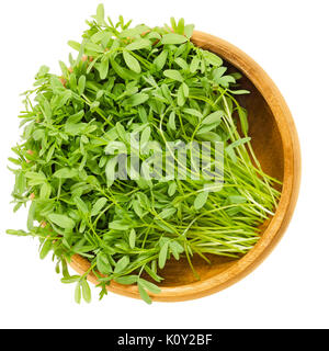 Le Puy grüne Linse Sprossen in Houten. Sämlinge und keimblättern von Lens esculenta puyensis von Le Puy in der Auvergne, Frankreich. Gemüse. Microgreen Stockfoto