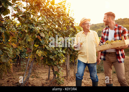 Familie im Weinberg - Vater und Sohn Ernte Weintrauben Stockfoto