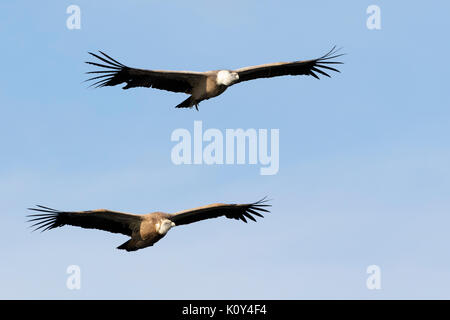 Zwei Gänsegeier (Tylose in Fulvus) fliegen, Monfrague Nationalpark, Extremadura, Spanien. Stockfoto