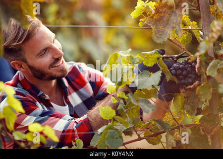 Lächelnd Arbeiter Kommissionierung schwarzen Trauben auf Familie Weinberg Stockfoto