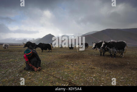 Am Ende eines jeden Tages tibetischen Nomaden haben die schwierige Aufgabe der Vermittlung und binden ihre yaks um ihre Campingplätze. Tibetischen Plateau Stockfoto