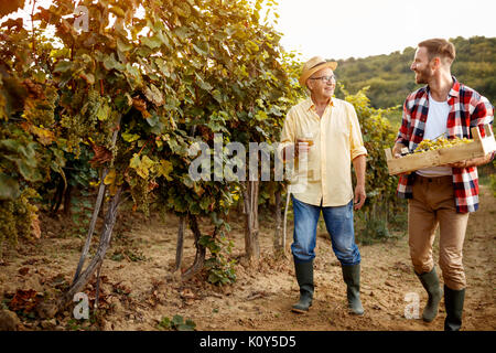 Reife Trauben im Herbst Weinberg - Familie Weinberg Stockfoto