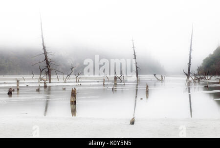 Alte Bäume. Tibetischen Plateau Stockfoto