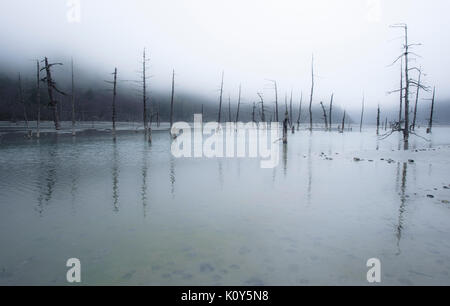 Alte Bäume. Tibetischen Plateau Stockfoto