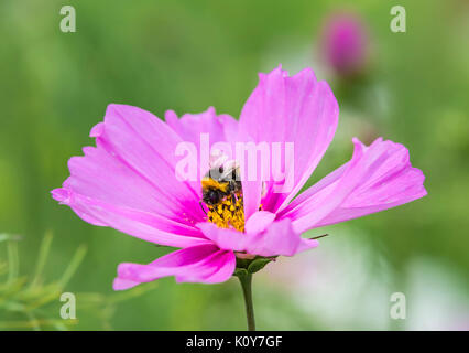 Von Pink Schmuckkörbchen ensation Gemischt" (Sensation Serie) (AKA mexikanischen Aster oder Garten Kosmos) im Sommer mit einer Hummel bestäubt in Großbritannien. Stockfoto